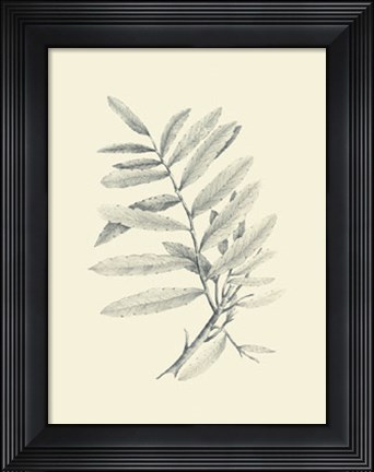Framed Zinzeber Ginger Print