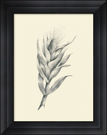 Framed Indian Corn Print