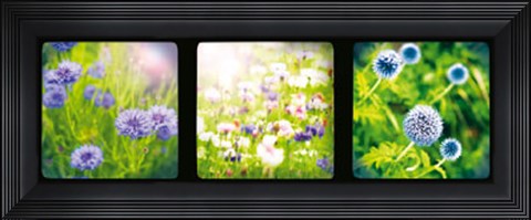 Framed Vintage Capture II Print