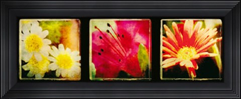 Framed Vintage Capture III Print