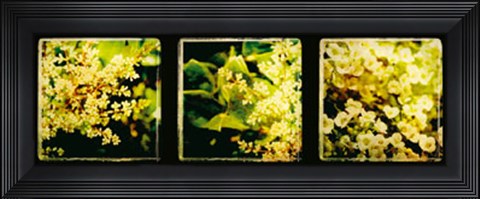 Framed Vintage Capture IV Print