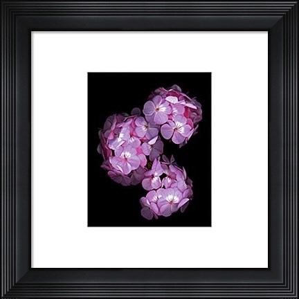 Framed Botanical Harmonies II Print