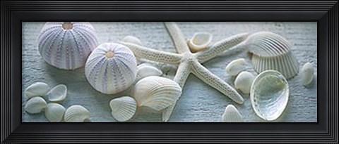 Framed Driftwood Shells I Print