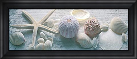Framed Driftwood Shells II Print