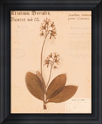 Framed Clintonia Print
