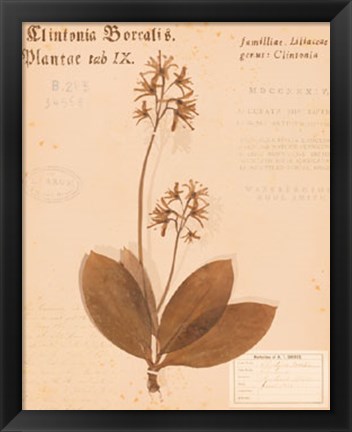 Framed Clintonia Print