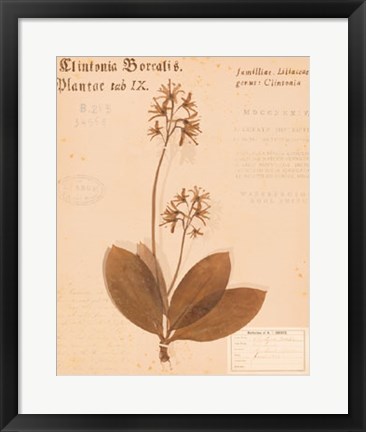 Framed Clintonia Print