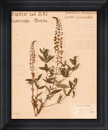 Framed Stricta Loosestrife Print