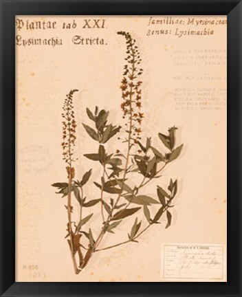 Framed Stricta Loosestrife Print