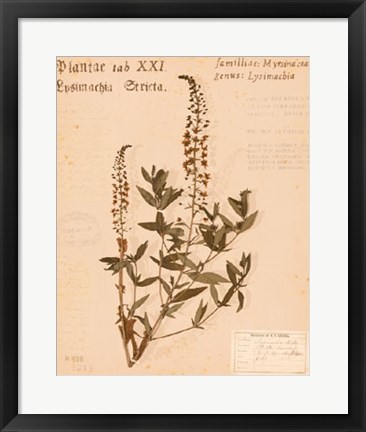 Framed Stricta Loosestrife Print