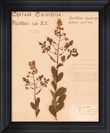 Framed Common Meadowsweet Print