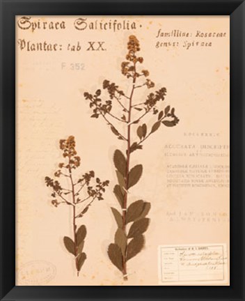 Framed Common Meadowsweet Print