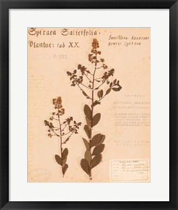 Framed Common Meadowsweet Print