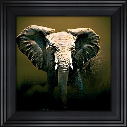 Framed On Safari Print