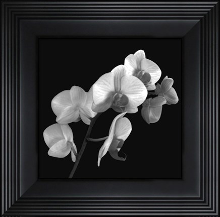 Framed Orchid Illusion I Print