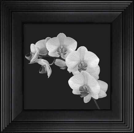 Framed Orchid Illusion II Print