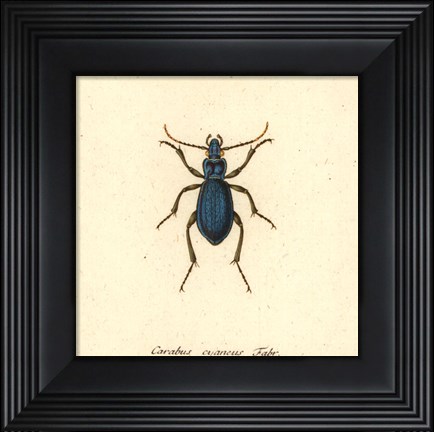 Framed Carabus Cyaneus Print
