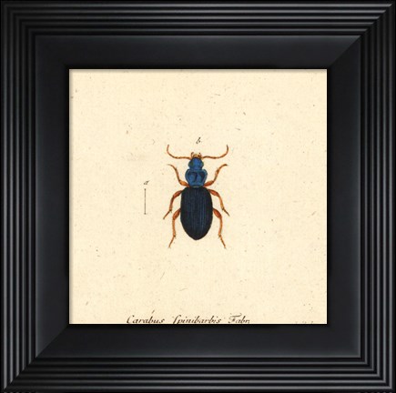 Framed Carabus Fpinibarbis Print
