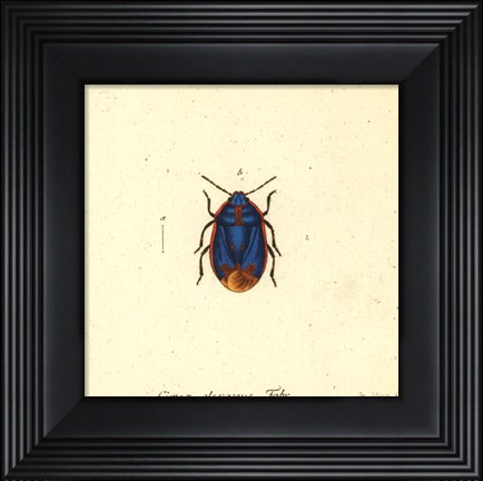 Framed Cimex Oleraceus Print