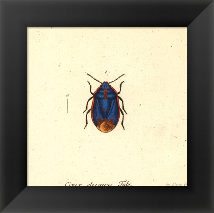 Framed Cimex Oleraceus Print