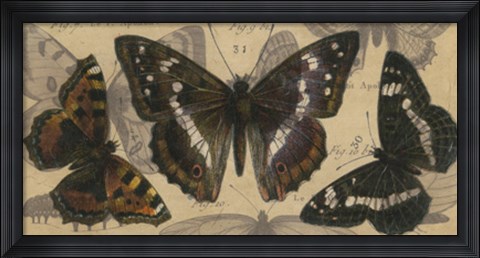 Framed Bold Butterfly Panel II Print