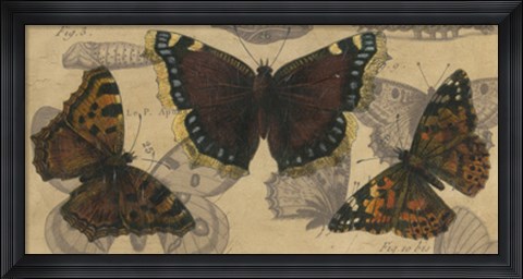 Framed Bold Butterfly Panel III Print