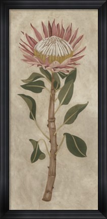 Framed Protea I Print
