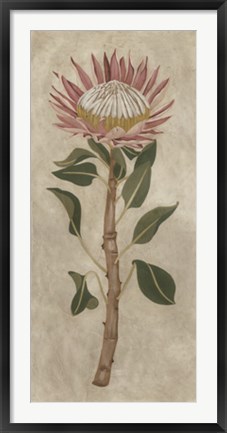 Framed Protea I Print