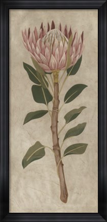 Framed Protea II Print
