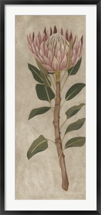 Framed Protea II Print