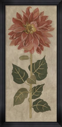 Framed Dahlia I Print