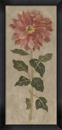 Framed Dahlia II Print