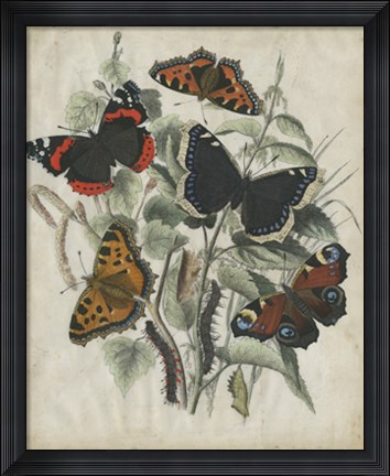 Framed Butterfly Haven I Print