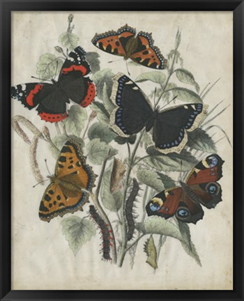 Framed Butterfly Haven I Print