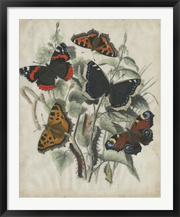 Framed Butterfly Haven I Print