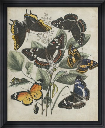 Framed Butterfly Haven II Print