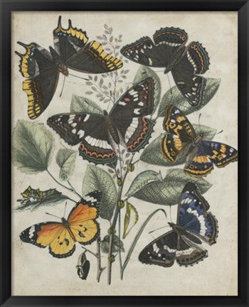 Framed Butterfly Haven II Print