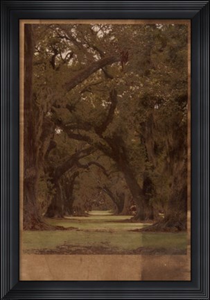 Framed Low Country Trees I Print