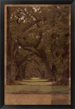 Framed Low Country Trees I Print