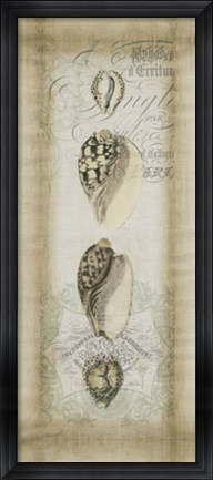 Framed Cartouche &amp; Shells I Print
