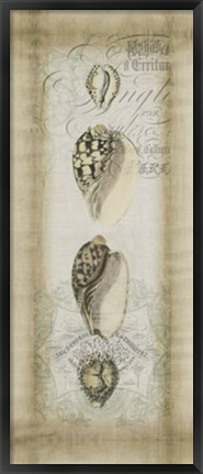 Framed Cartouche &amp; Shells I Print