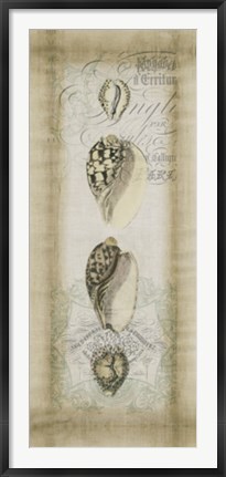 Framed Cartouche &amp; Shells I Print