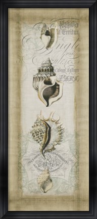 Framed Cartouche &amp; Shells II Print