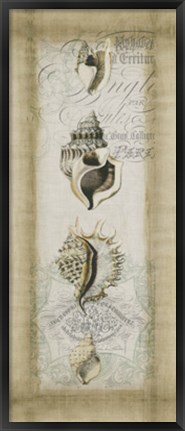Framed Cartouche &amp; Shells II Print