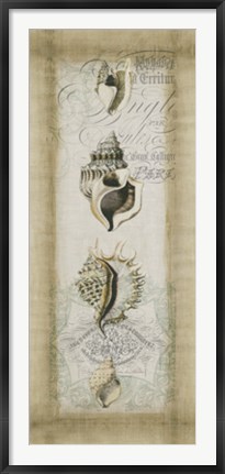 Framed Cartouche &amp; Shells II Print