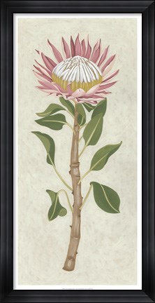 Framed Non-Embellished Protea I Print