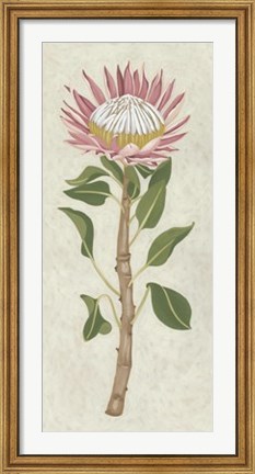 Framed Non-Embellished Protea I Print