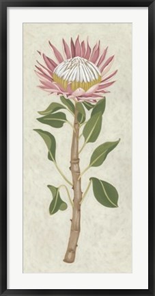 Framed Non-Embellished Protea I Print