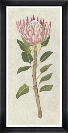 Framed Non-Embellished Protea II Print