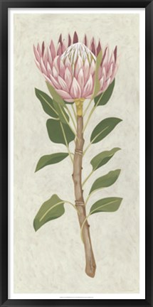 Framed Non-Embellished Protea II Print